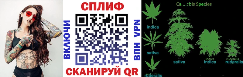 Канабис OG Kush  Заволжье 